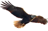Die Bedeutung des Weißkopfseeadlers Adler Neu Links S E1769541532635
